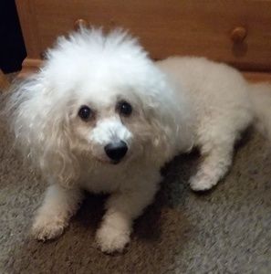 Meet your Posher, Reba